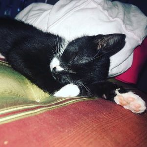 Meet your Posher, Shay